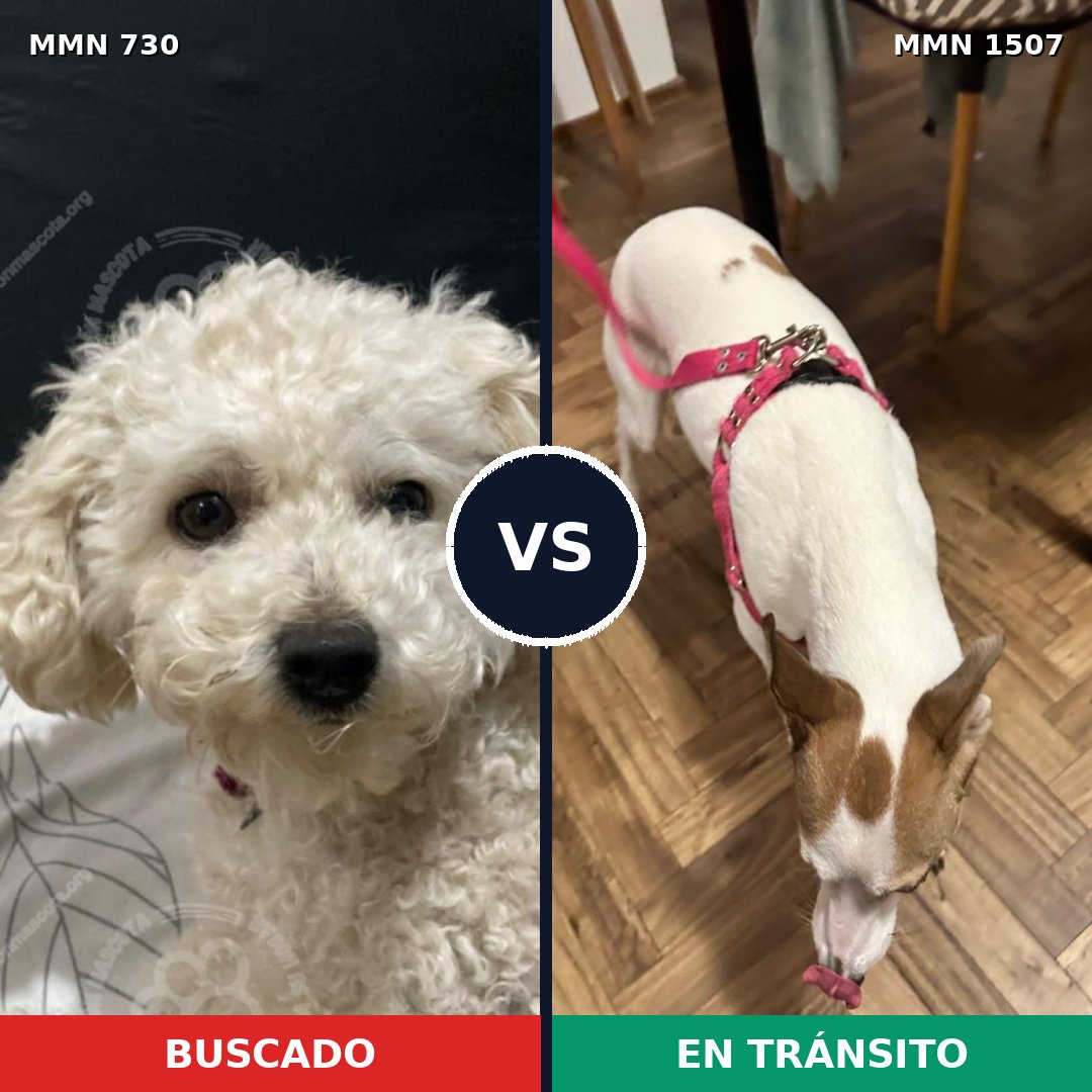 Comparativa MMS 27278: mascota perdida y mascota encontrada, 35% de similitud