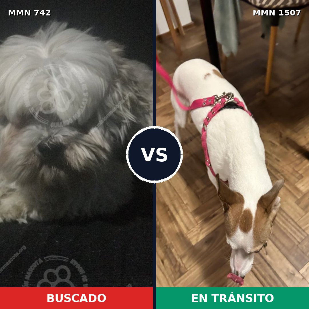 Comparativa MMS 27279: mascota perdida y mascota encontrada, 40% de similitud