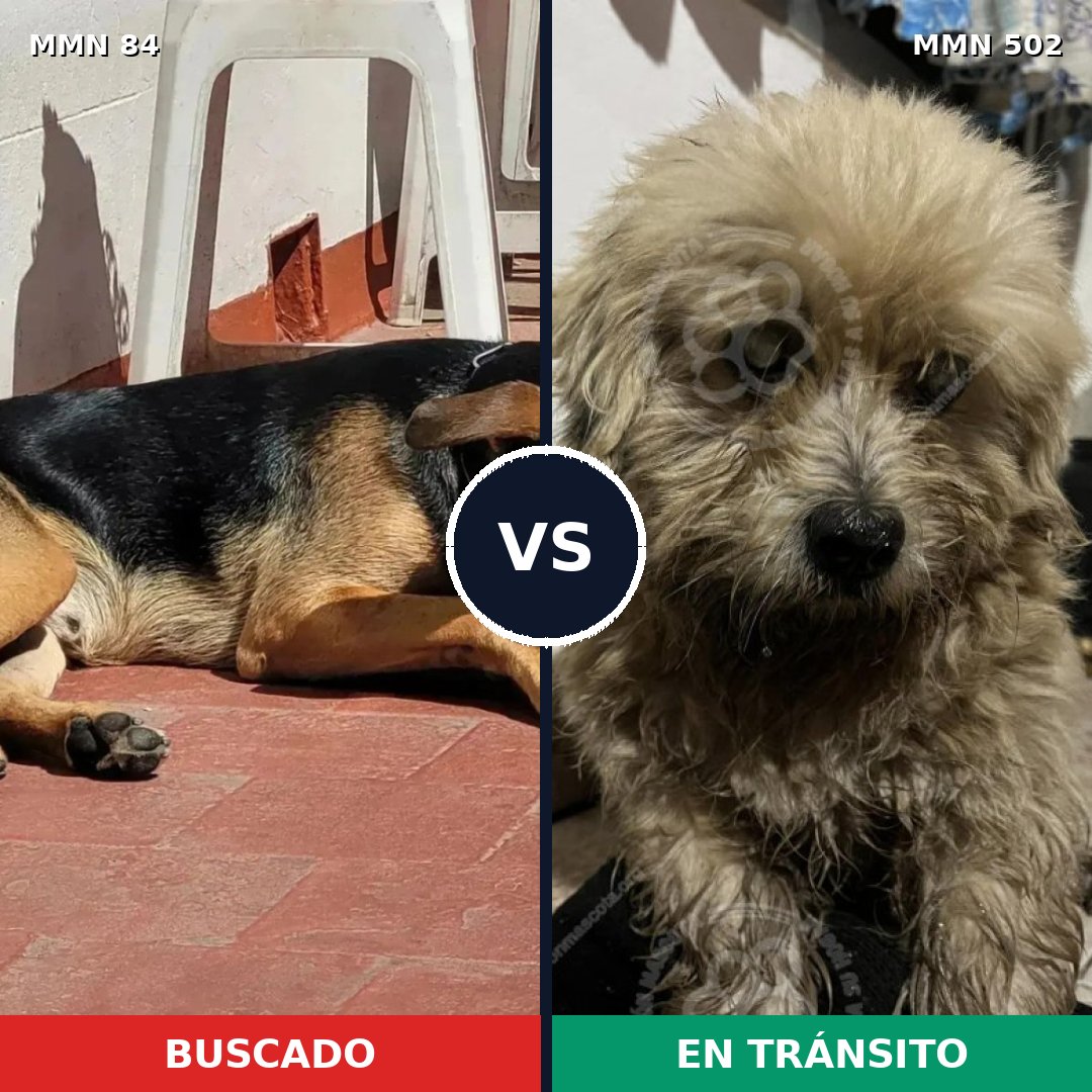 Comparativa MMS 2728: mascota perdida y mascota encontrada, 50% de similitud