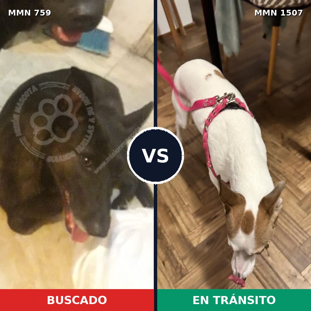 Comparativa MMS 27280: mascota perdida y mascota encontrada, 44% de similitud