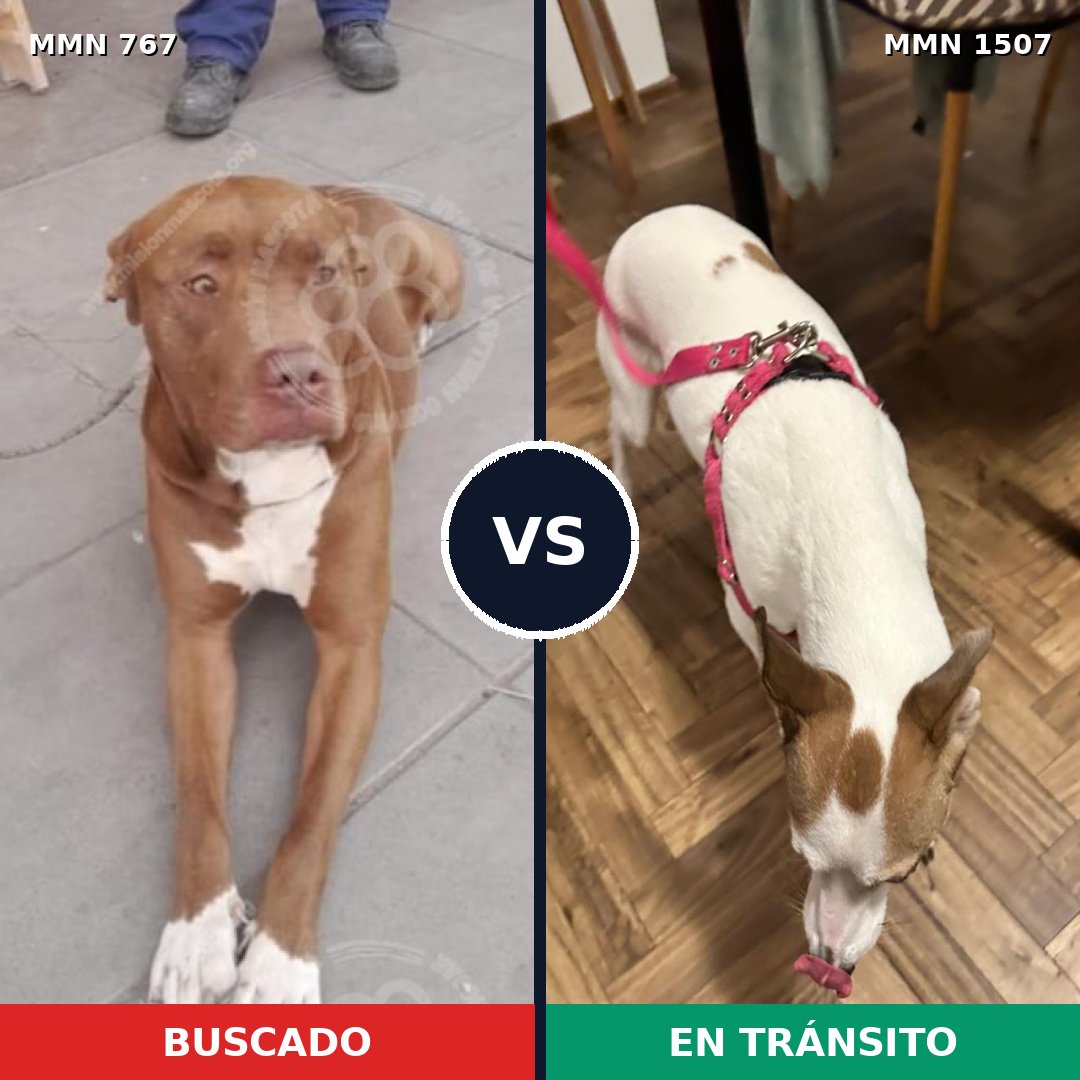 Comparativa MMS 27282: mascota perdida y mascota encontrada, 47% de similitud