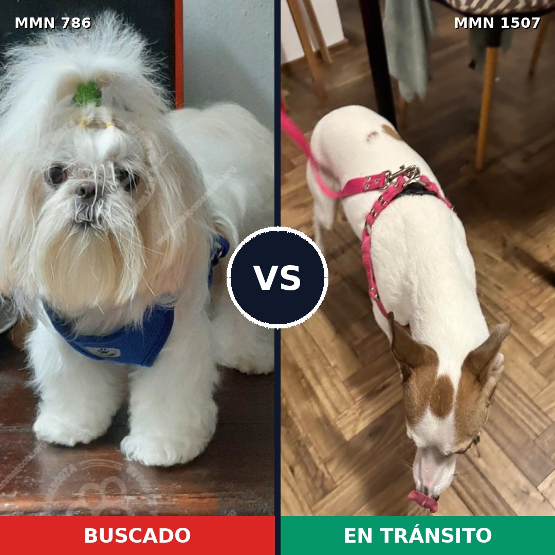 Comparativa MMS 27285: mascota perdida y mascota encontrada, 41% de similitud