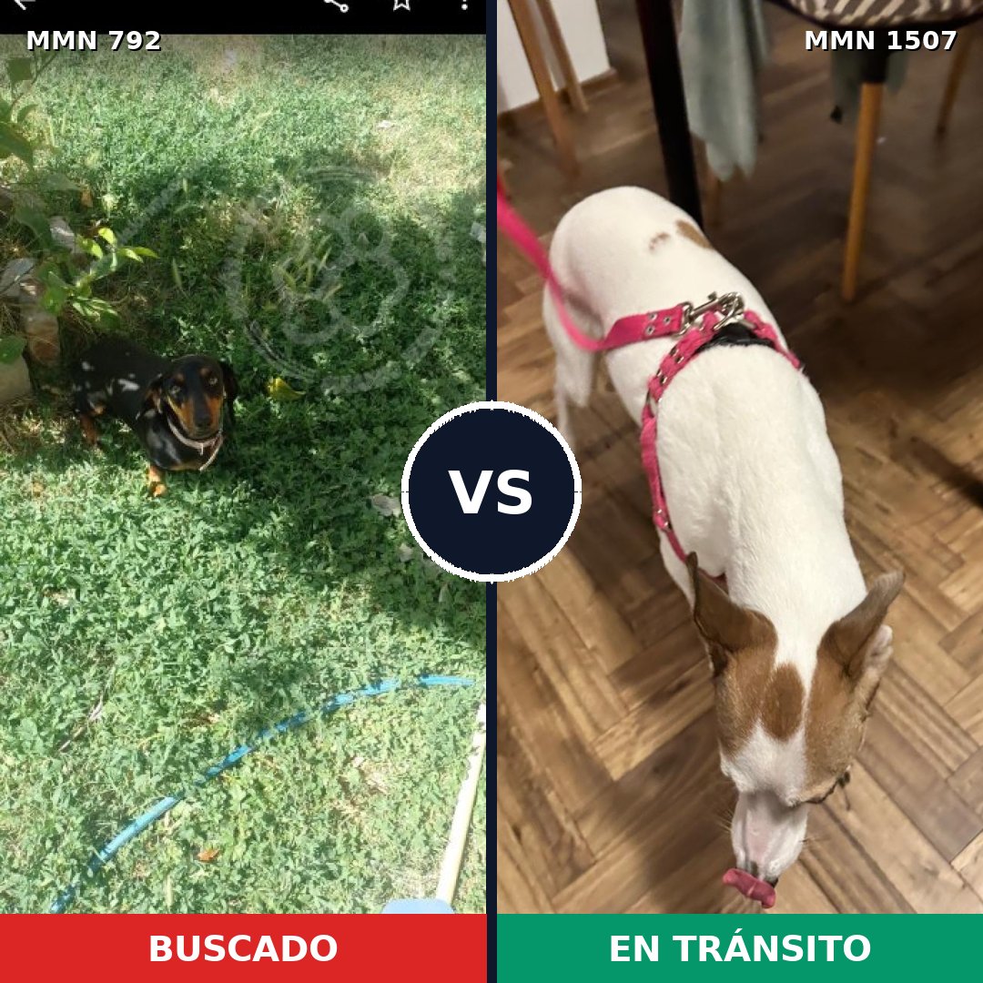 Comparativa MMS 27286: mascota perdida y mascota encontrada, 25% de similitud
