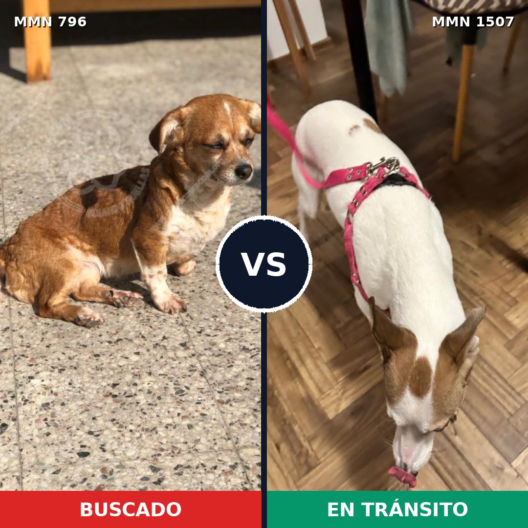 Comparativa MMS 27287: mascota perdida y mascota encontrada, 58% de similitud