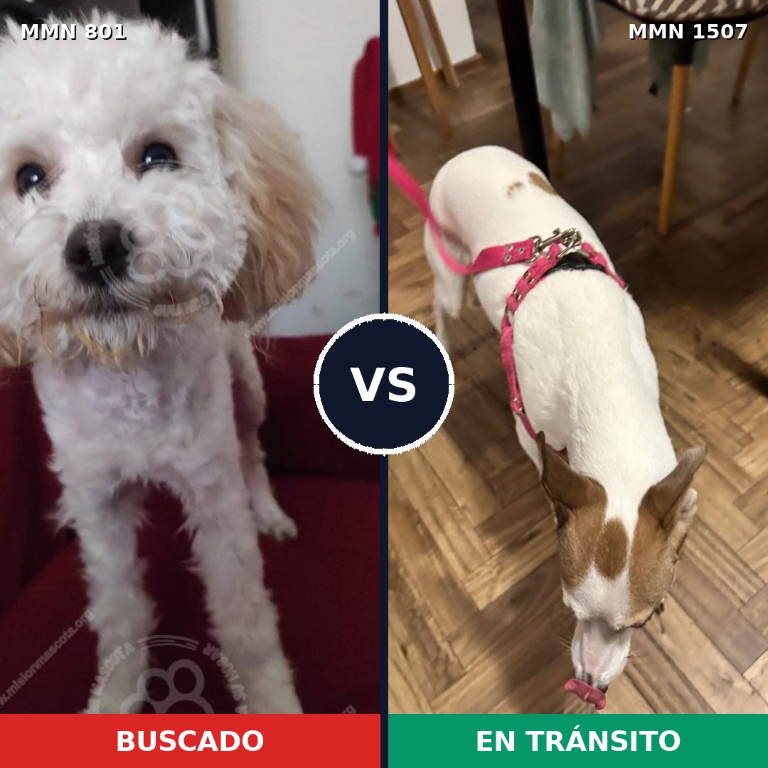 Comparativa MMS 27288: mascota perdida y mascota encontrada, 37% de similitud