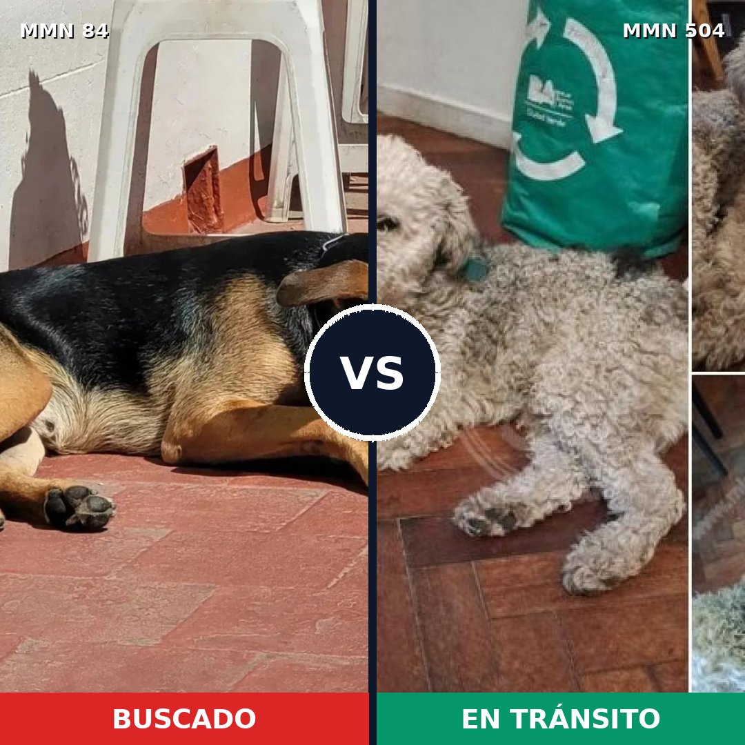 Comparativa MMS 2729: mascota perdida y mascota encontrada, 29% de similitud