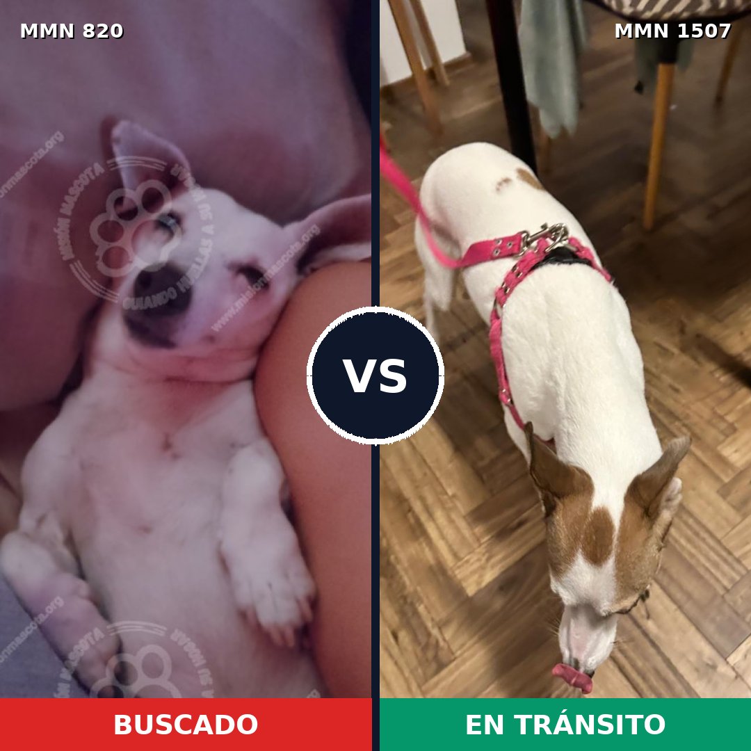 Comparativa MMS 27290: mascota perdida y mascota encontrada, 38% de similitud
