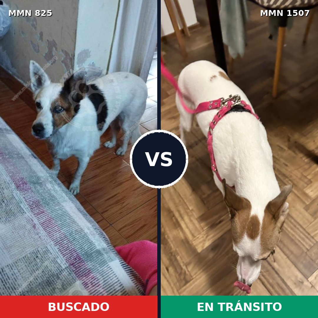 Comparativa MMS 27292: mascota perdida y mascota encontrada, 75% de similitud