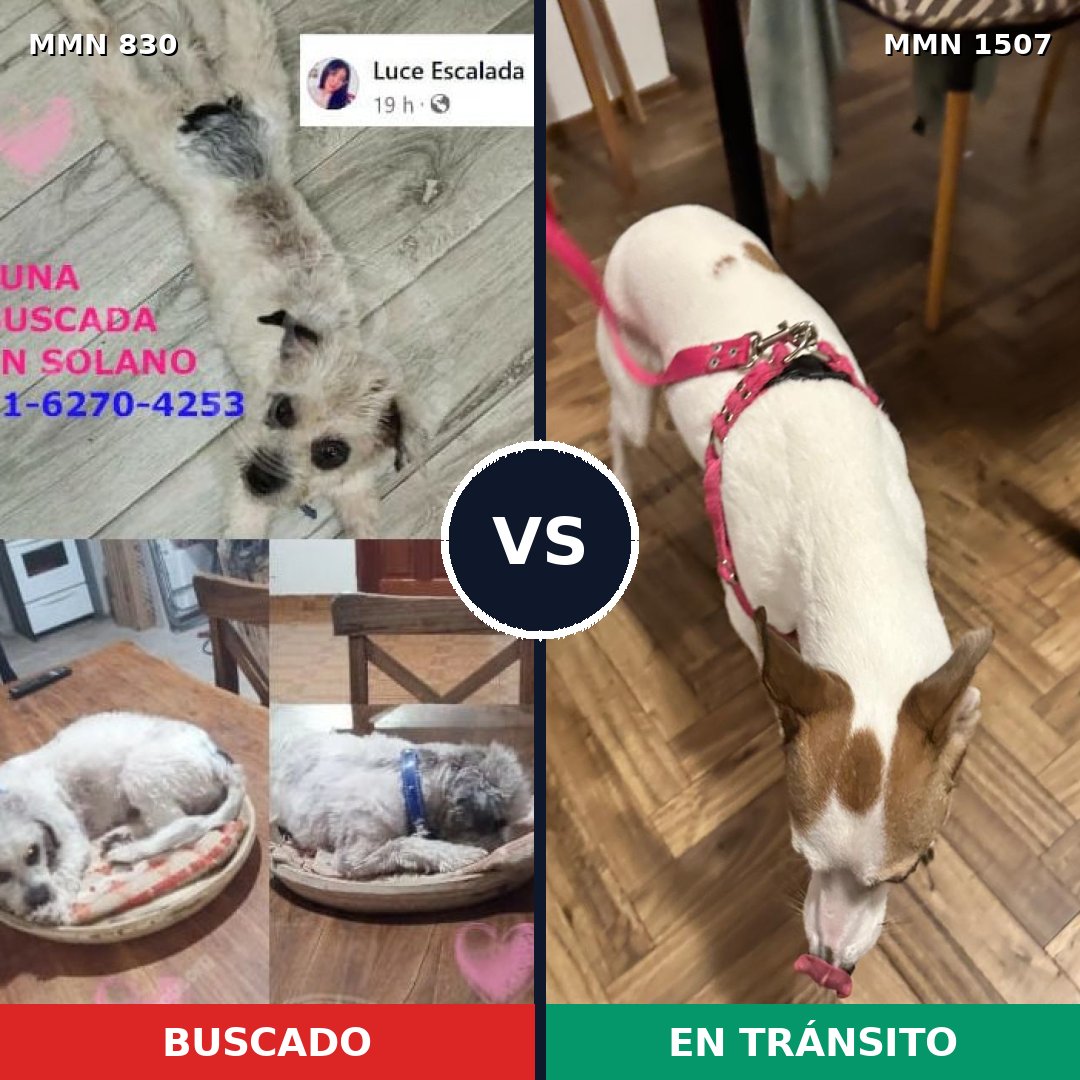 Comparativa MMS 27293: mascota perdida y mascota encontrada, 43% de similitud