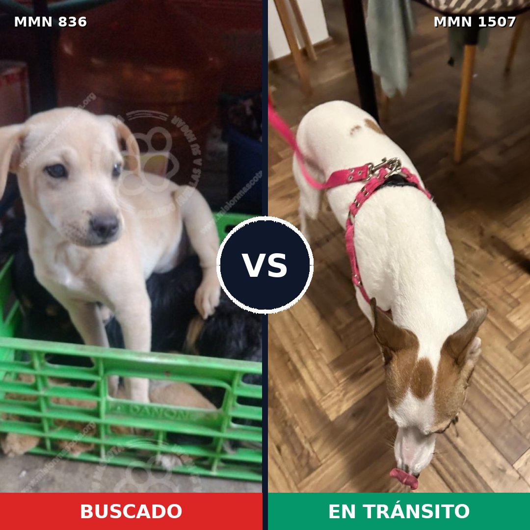 Comparativa MMS 27295: mascota perdida y mascota encontrada, 48% de similitud
