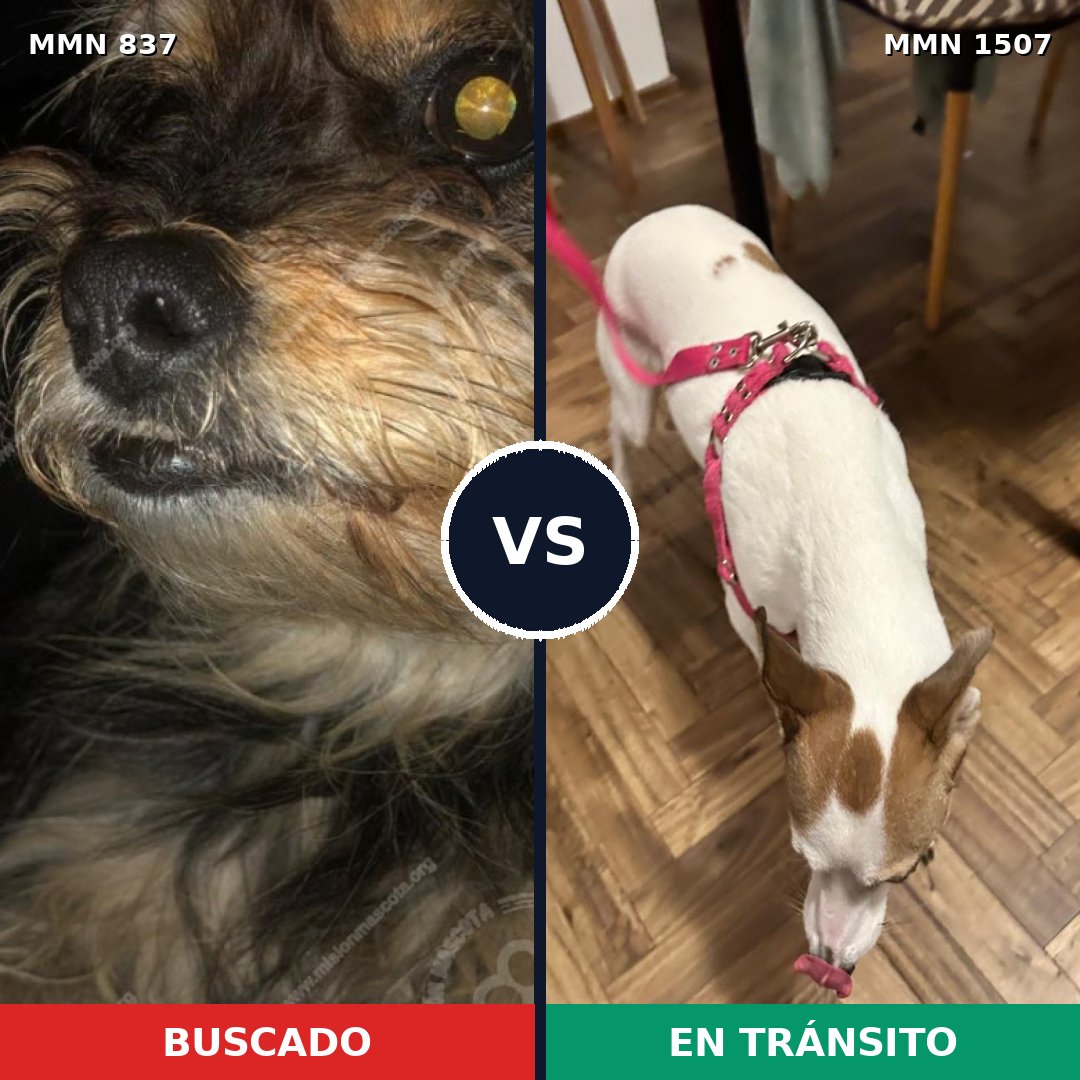 Comparativa MMS 27296: mascota perdida y mascota encontrada, 37% de similitud