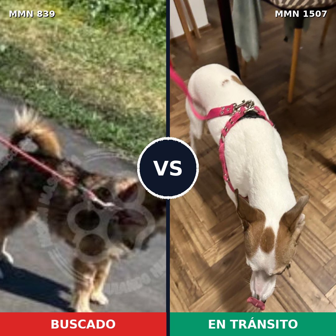 Comparativa MMS 27297: mascota perdida y mascota encontrada, 57% de similitud
