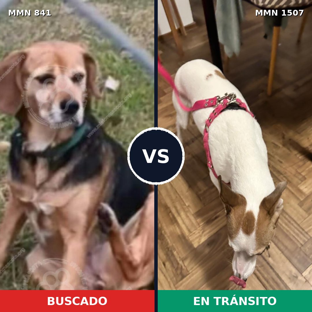 Comparativa MMS 27298: mascota perdida y mascota encontrada, 74% de similitud