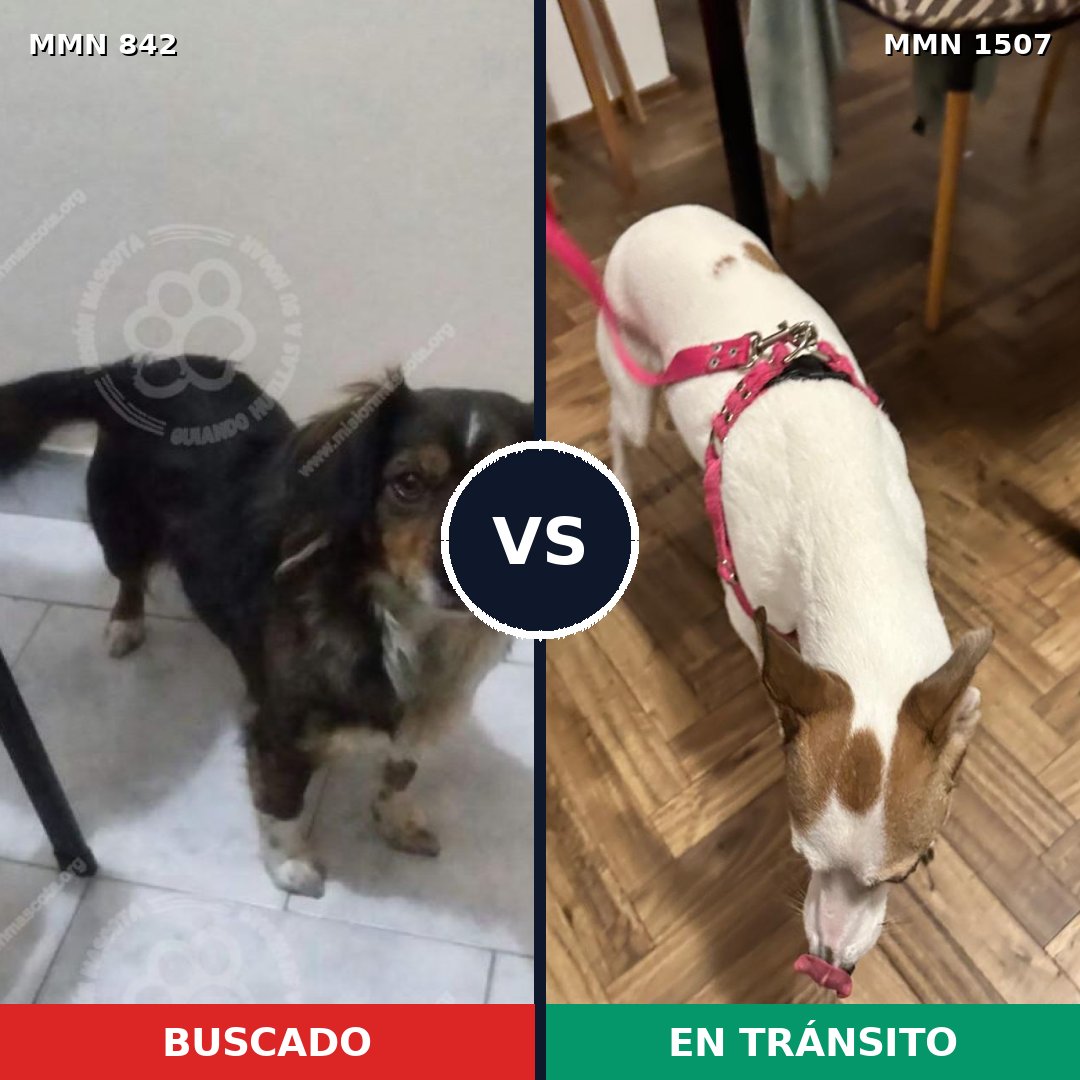 Comparativa MMS 27299: mascota perdida y mascota encontrada, 54% de similitud