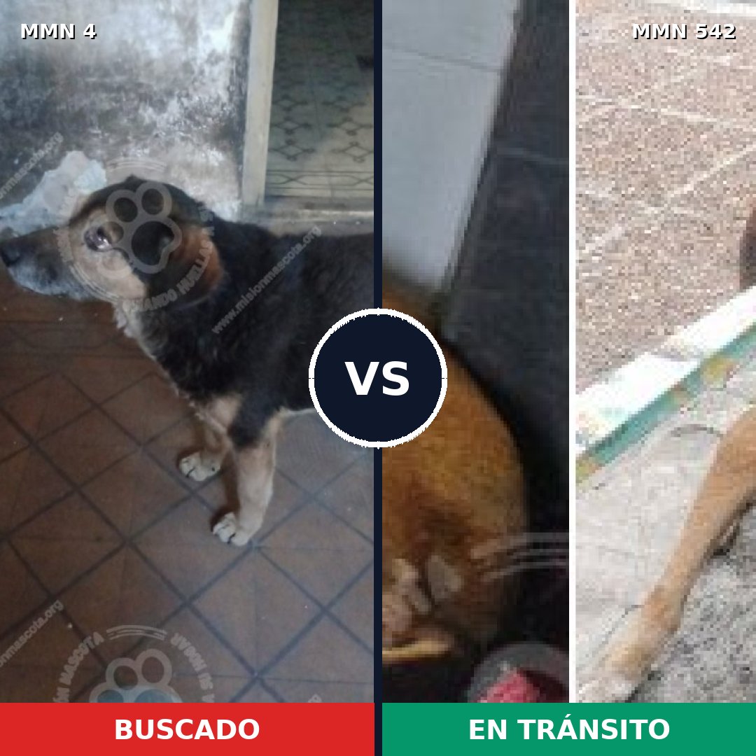 Comparativa MMS 273: mascota perdida y mascota encontrada, 64% de similitud