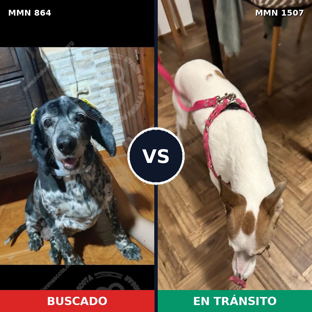 Comparativa MMS 27302: mascota perdida y mascota encontrada, 43% de similitud