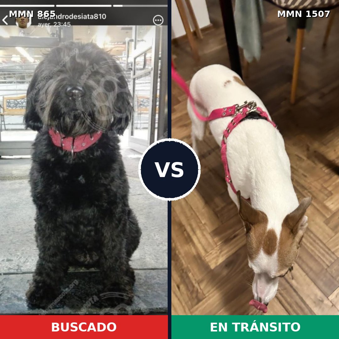 Comparativa MMS 27303: mascota perdida y mascota encontrada, 42% de similitud