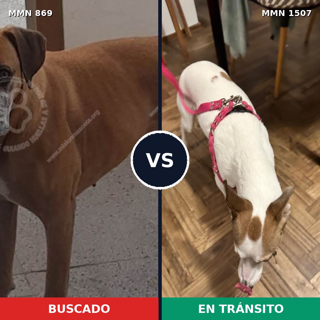 Comparativa MMS 27304: mascota perdida y mascota encontrada, 48% de similitud