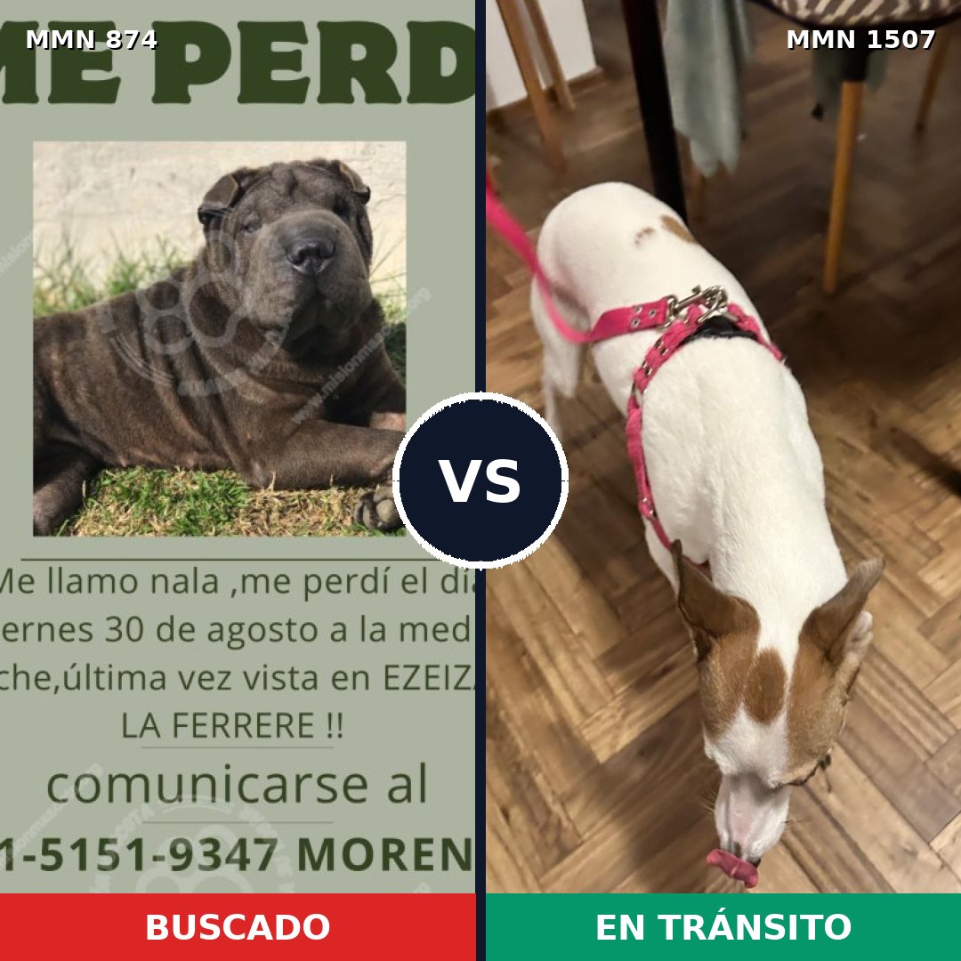 Comparativa MMS 27305: mascota perdida y mascota encontrada, 41% de similitud