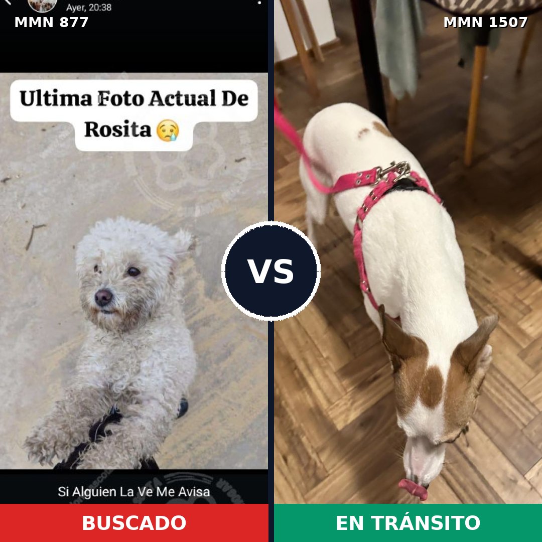 Comparativa MMS 27306: mascota perdida y mascota encontrada, 39% de similitud