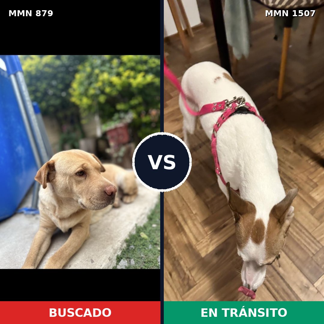 Comparativa MMS 27307: mascota perdida y mascota encontrada, 51% de similitud