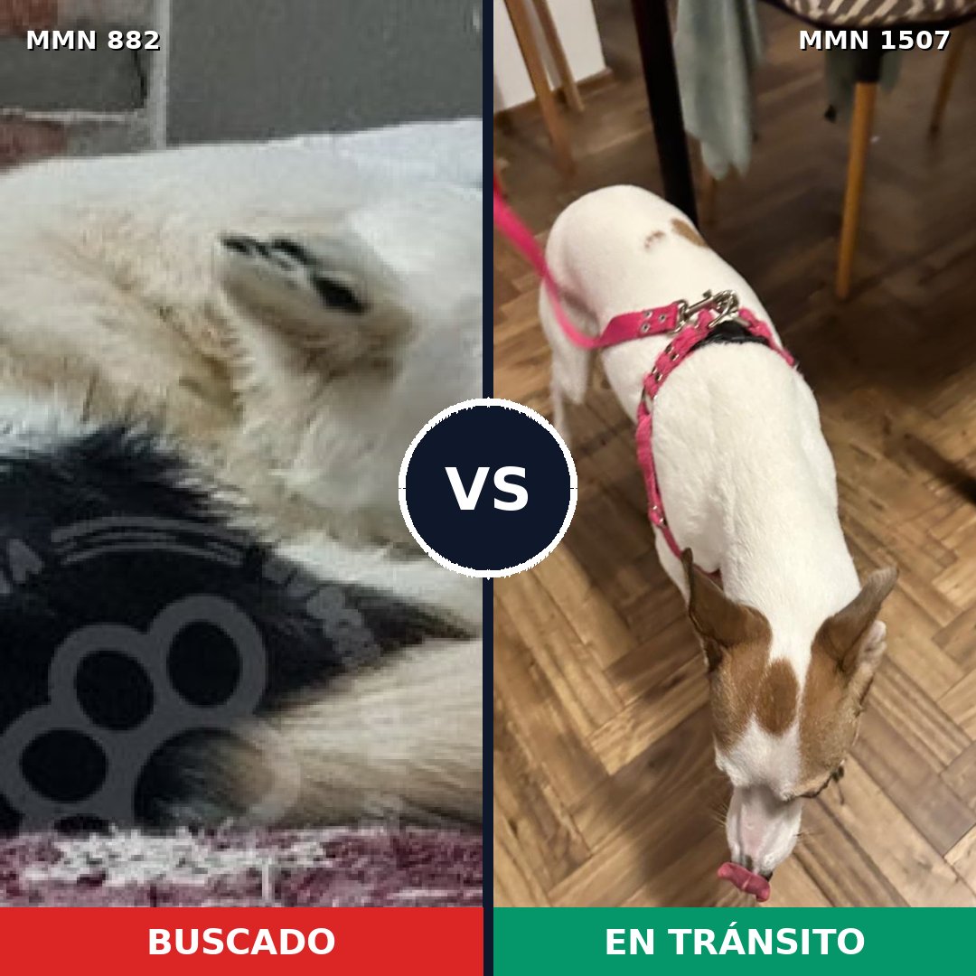 Comparativa MMS 27308: mascota perdida y mascota encontrada, 41% de similitud