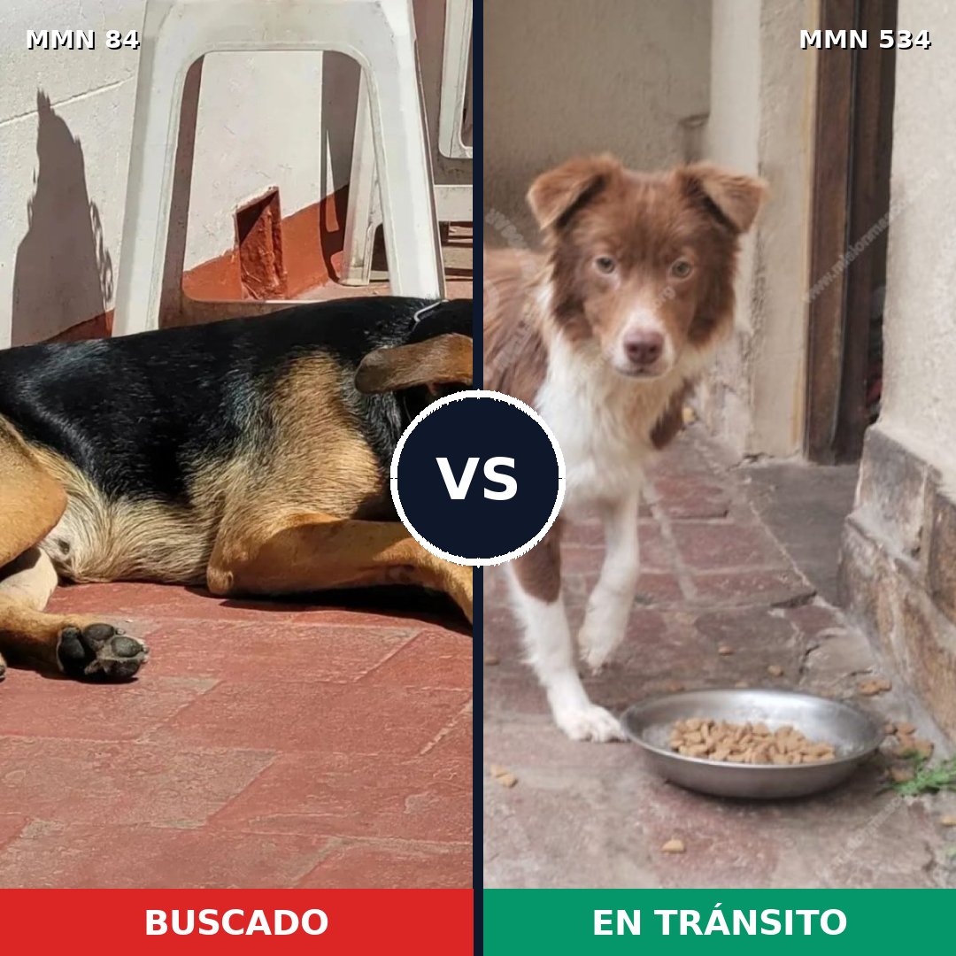 Comparativa MMS 2731: mascota perdida y mascota encontrada, 68% de similitud