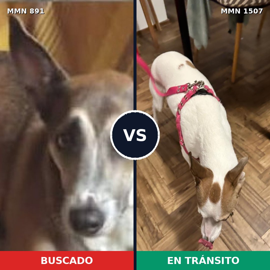 Comparativa MMS 27310: mascota perdida y mascota encontrada, 59% de similitud