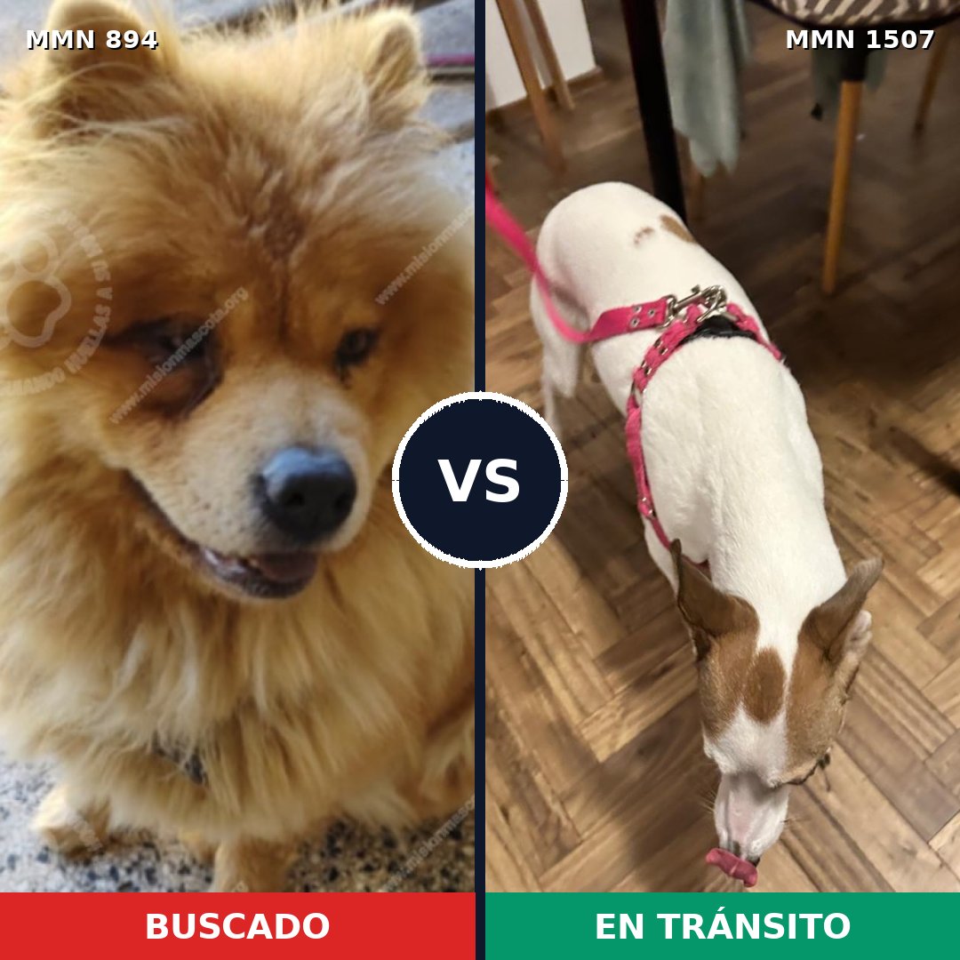 Comparativa MMS 27311: mascota perdida y mascota encontrada, 43% de similitud