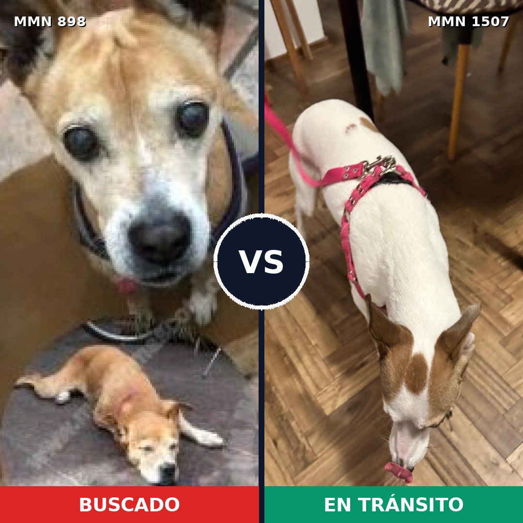 Comparativa MMS 27313: mascota perdida y mascota encontrada, 57% de similitud