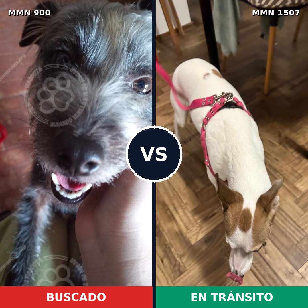 Comparativa MMS 27314: mascota perdida y mascota encontrada, 33% de similitud