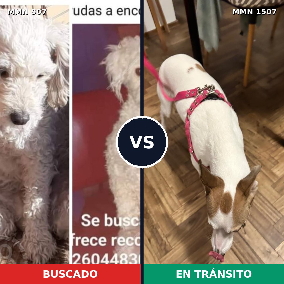 Comparativa MMS 27315: mascota perdida y mascota encontrada, 31% de similitud