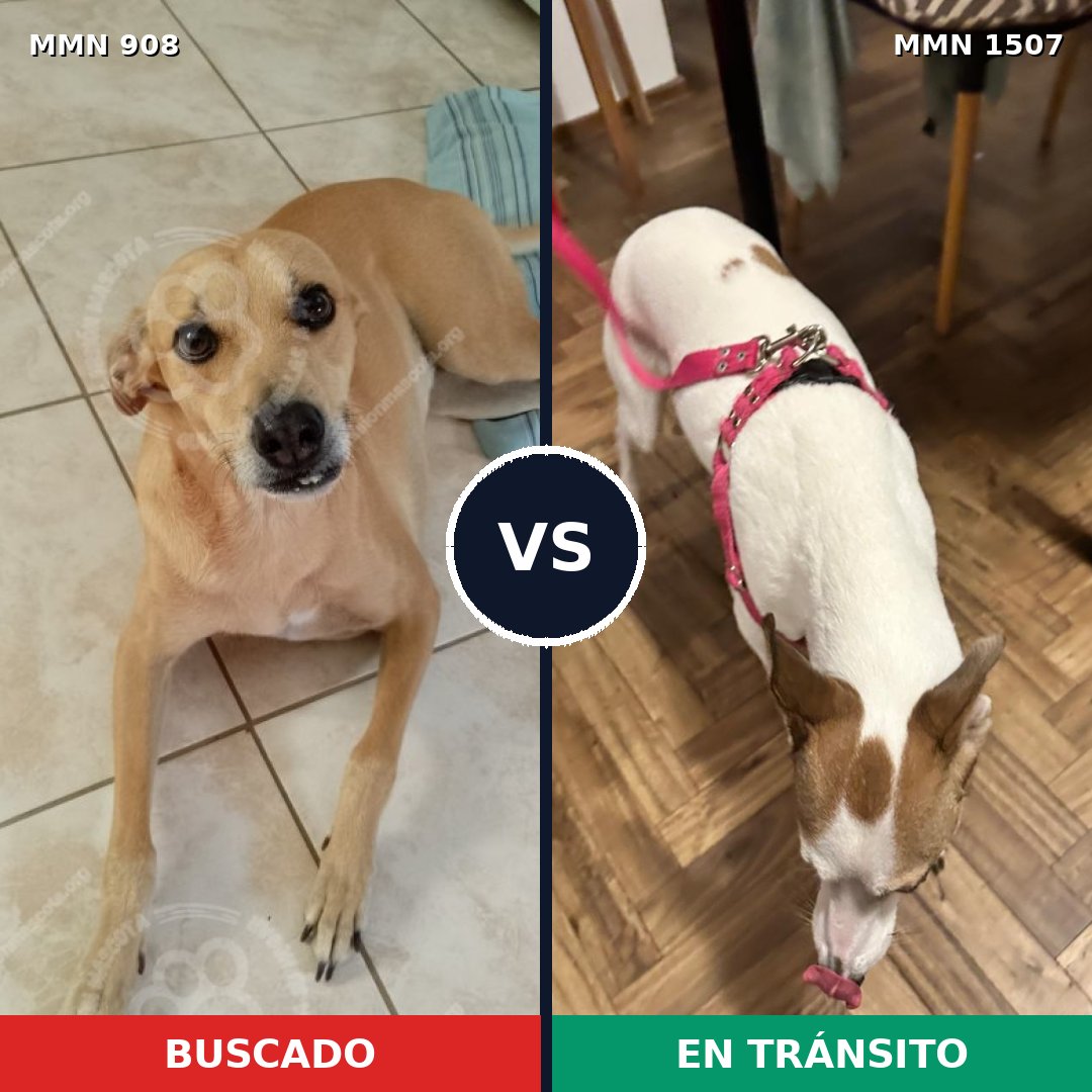 Comparativa MMS 27316: mascota perdida y mascota encontrada, 34% de similitud