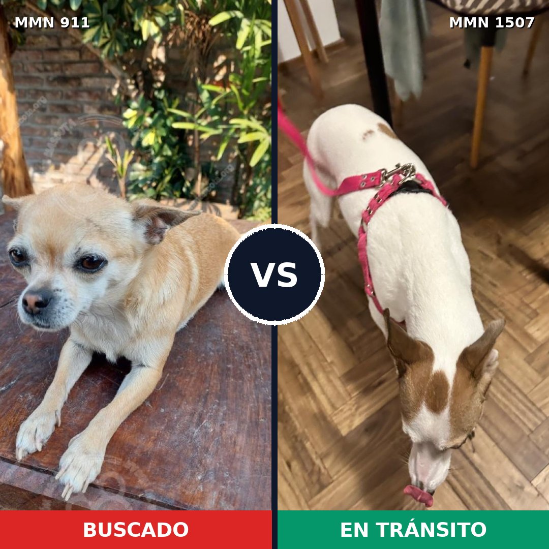 Comparativa MMS 27317: mascota perdida y mascota encontrada, 38% de similitud