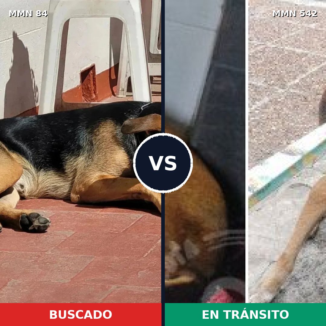 Comparativa MMS 2732: mascota perdida y mascota encontrada, 74% de similitud
