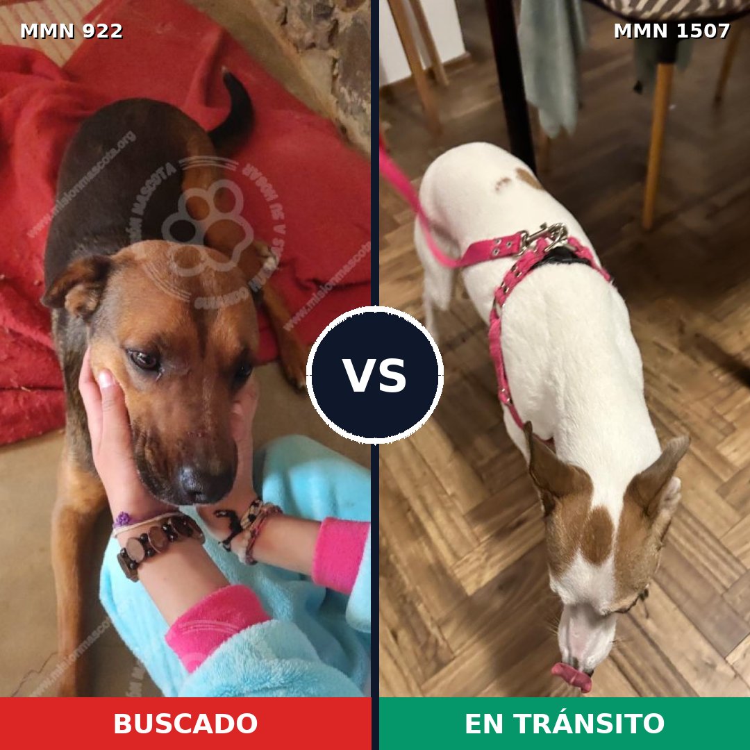 Comparativa MMS 27320: mascota perdida y mascota encontrada, 36% de similitud