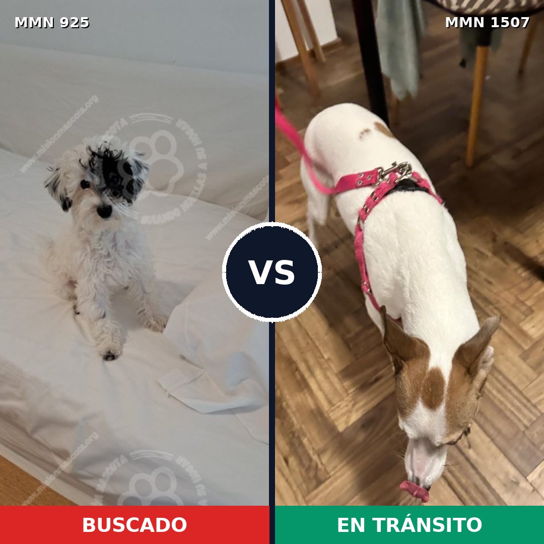 Comparativa MMS 27321: mascota perdida y mascota encontrada, 39% de similitud