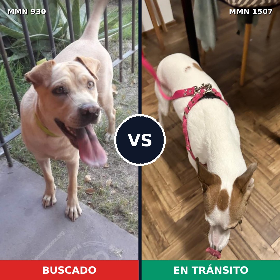 Comparativa MMS 27322: mascota perdida y mascota encontrada, 29% de similitud