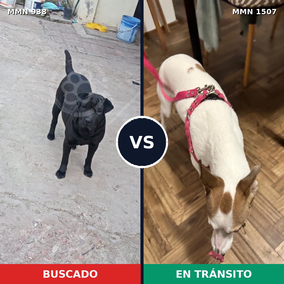 Comparativa MMS 27323: mascota perdida y mascota encontrada, 43% de similitud
