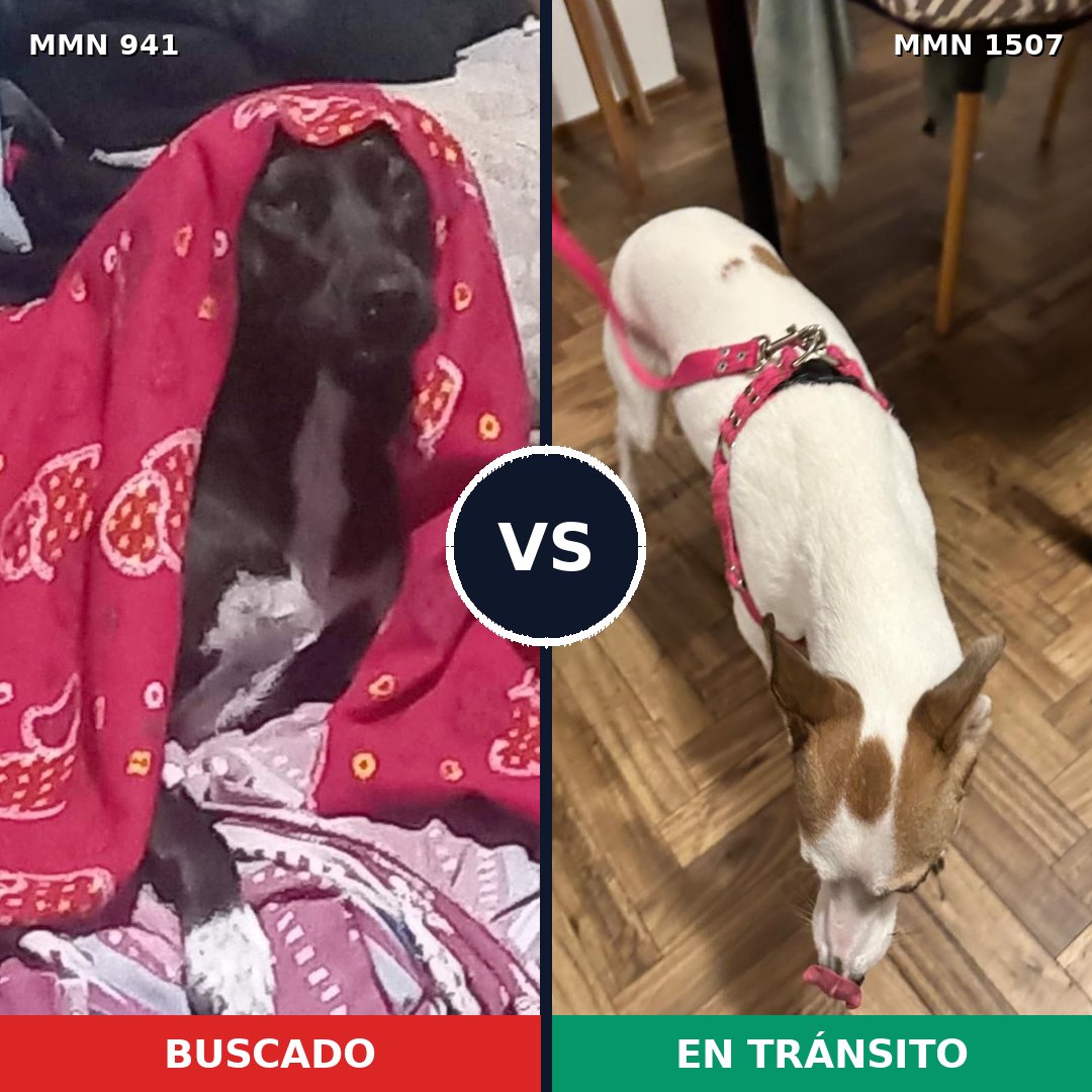 Comparativa MMS 27324: mascota perdida y mascota encontrada, 61% de similitud
