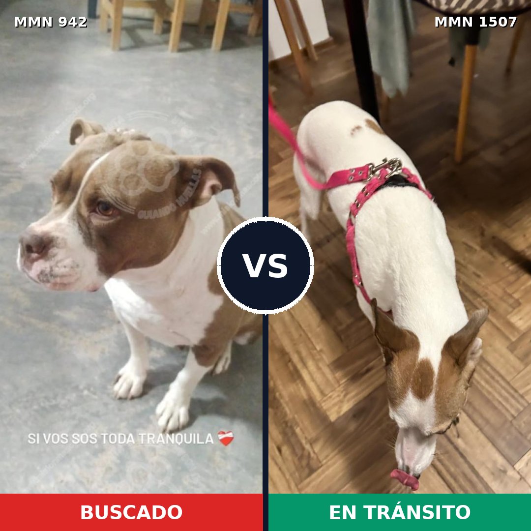 Comparativa MMS 27325: mascota perdida y mascota encontrada, 40% de similitud
