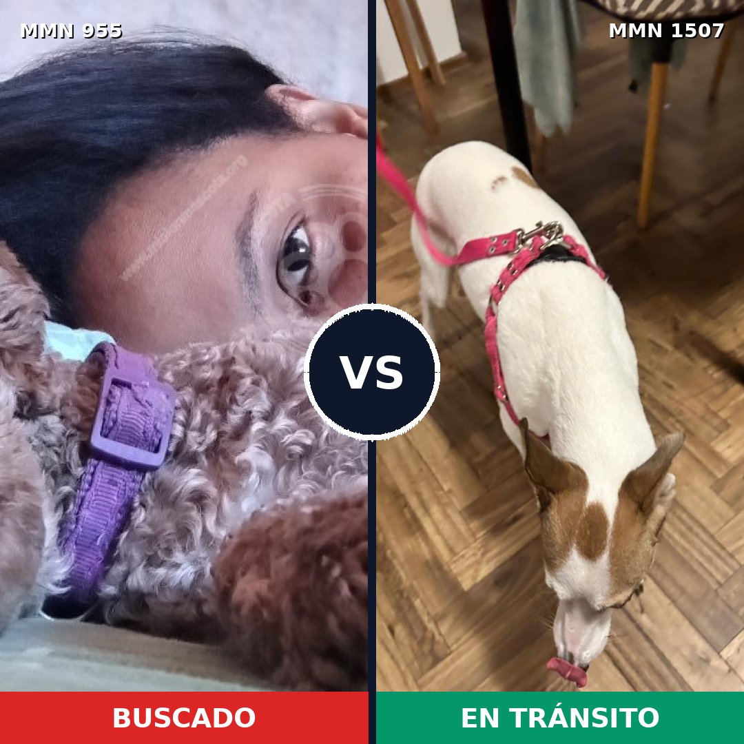 Comparativa MMS 27327: mascota perdida y mascota encontrada, 40% de similitud