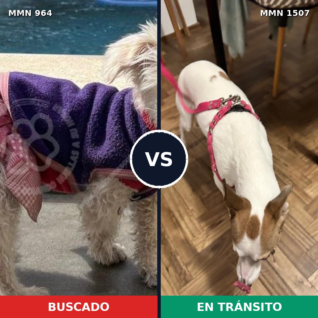 Comparativa MMS 27329: mascota perdida y mascota encontrada, 40% de similitud