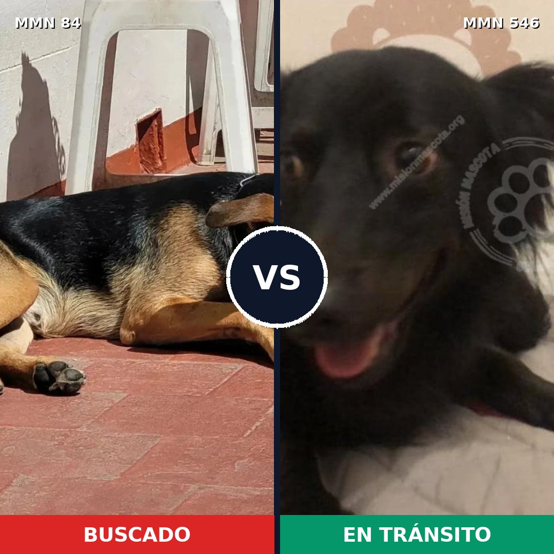 Comparativa MMS 2733: mascota perdida y mascota encontrada, 57% de similitud