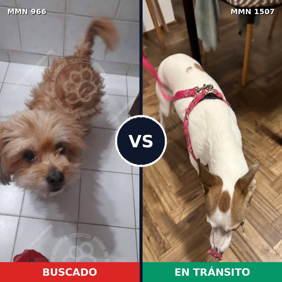 Comparativa MMS 27330: mascota perdida y mascota encontrada, 59% de similitud