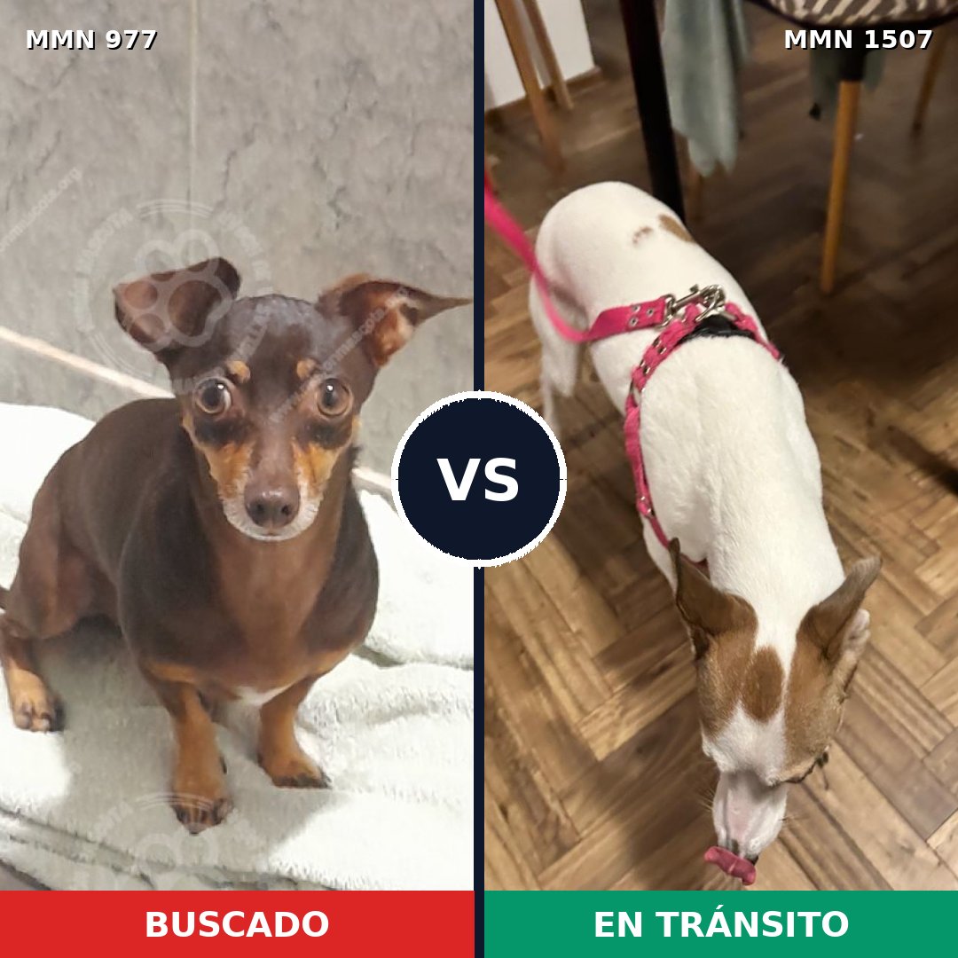 Comparativa MMS 27332: mascota perdida y mascota encontrada, 61% de similitud