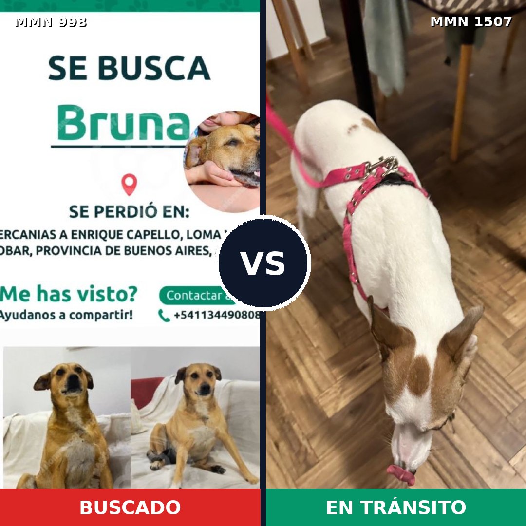 Comparativa MMS 27335: mascota perdida y mascota encontrada, 46% de similitud