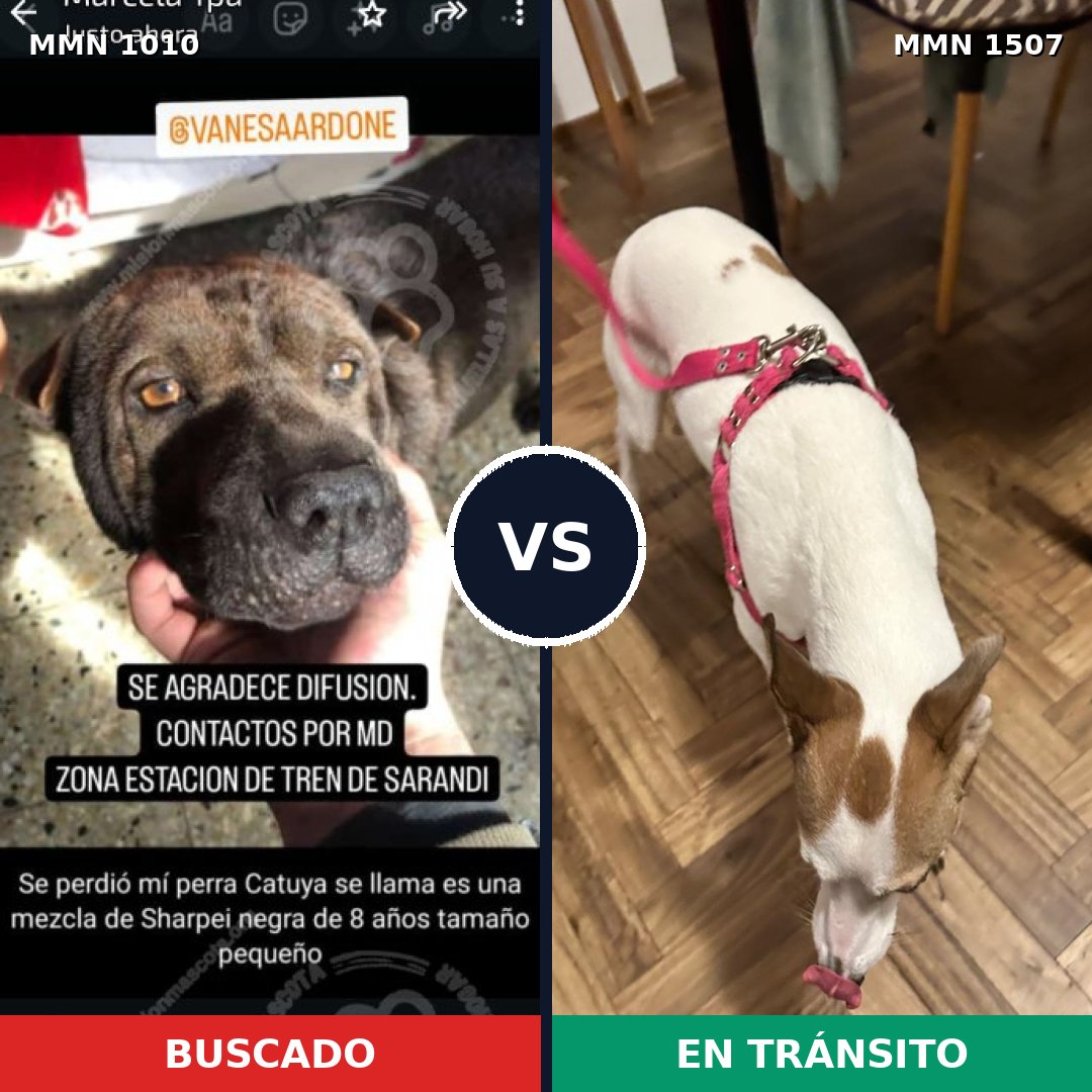 Comparativa MMS 27337: mascota perdida y mascota encontrada, 43% de similitud