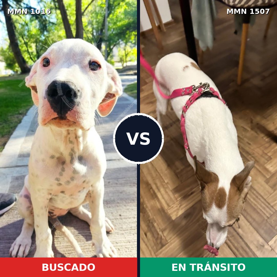 Comparativa MMS 27338: mascota perdida y mascota encontrada, 54% de similitud
