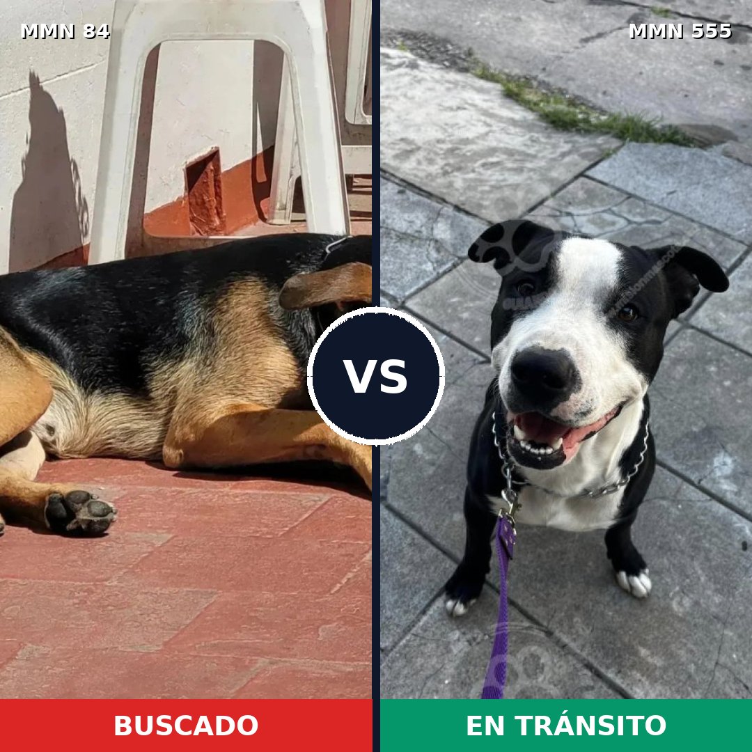 Comparativa MMS 2734: mascota perdida y mascota encontrada, 48% de similitud